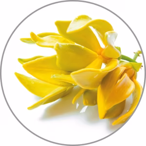 Medisana Aroma essence Ylang-Ylang