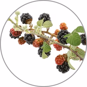 Medisana Aroma essence Wild berries