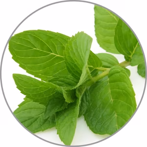 Medisana aromatinė esencija Pipirmėtė